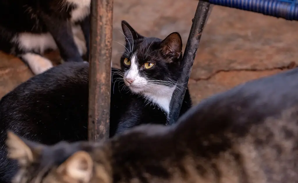 De meeste katten in opvangcentra zitten daar vanwege gedragsproblemen: waar of niet waar? 1 chat refuge 064839 1200 738