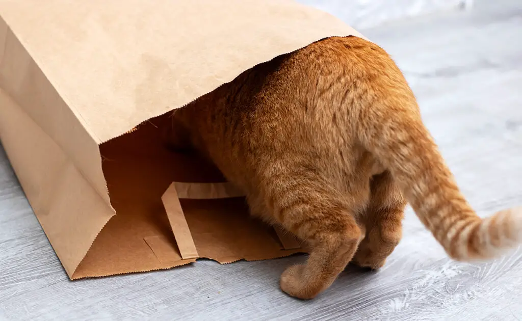 Als ik thuiskom van het winkelen, inspecteert mijn kat elke tas: waarom dit gedrag? 1 chat sac courses 085001 1200 738