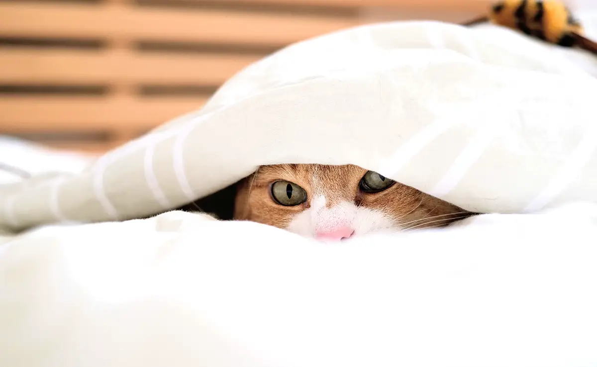 chat sous couette 083716 1200 738