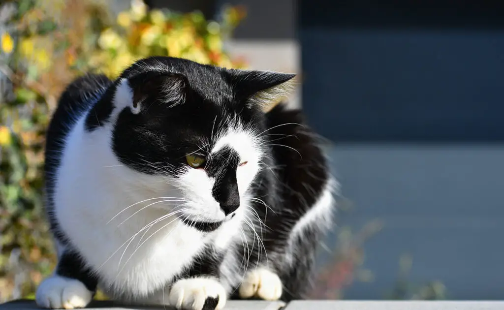 Kent u Tuxedo-katten? Ze zullen je verrassen, ook al ken je ze waarschijnlijk! 1 chat tuxedo 061525 1200 738