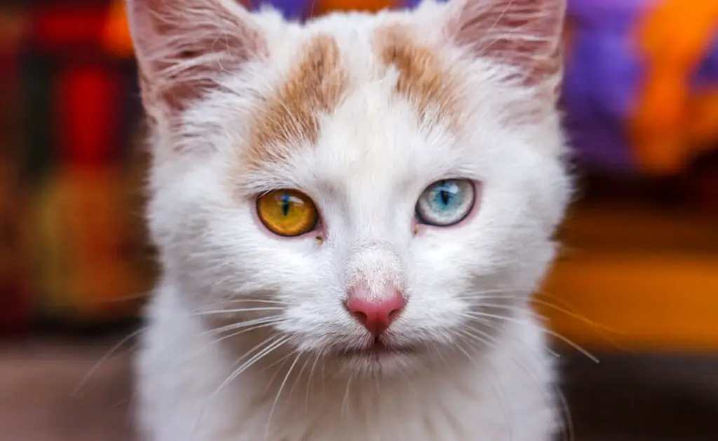 Waarom hebben sommige katten rare ogen? 1 chat yeux vairons 084344 1200 738