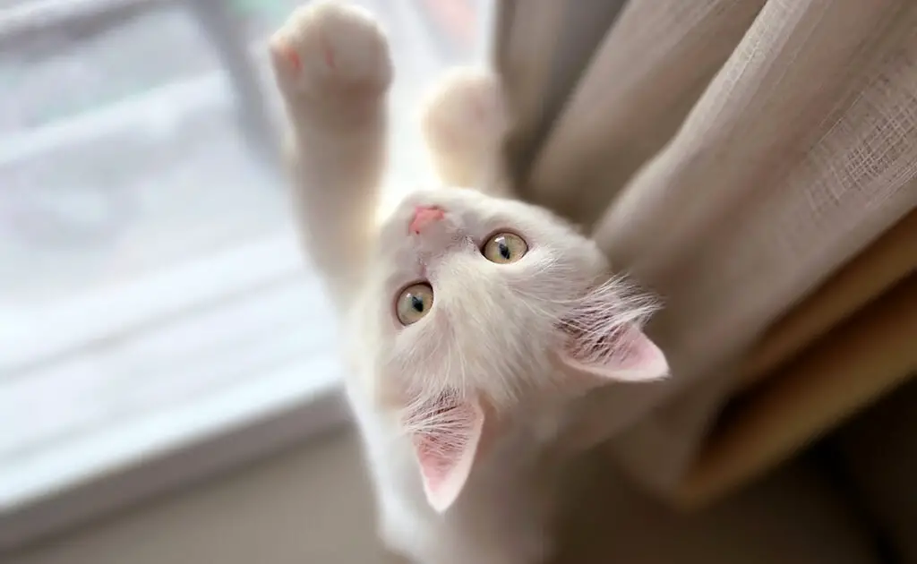 Een kitten van één jaar oud zou onder mensen eigenlijk zeven jaar oud zijn: info of verkeerde informatie? 1 chaton 1 an 073322 1200 738