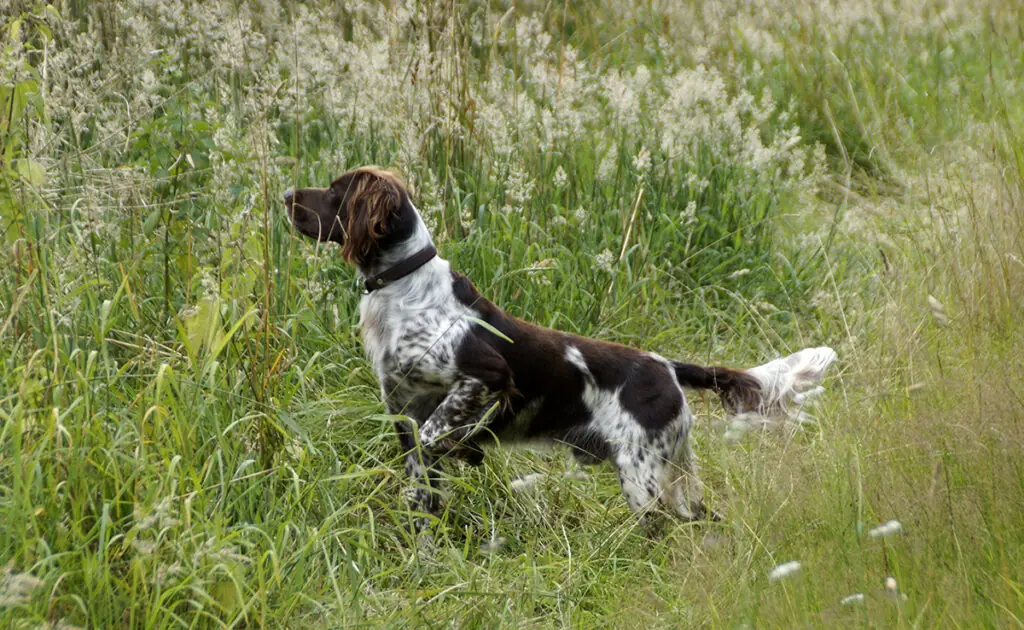 Wat zijn de nadelen van de staande hond? 1 chien arret 074928 1200 738