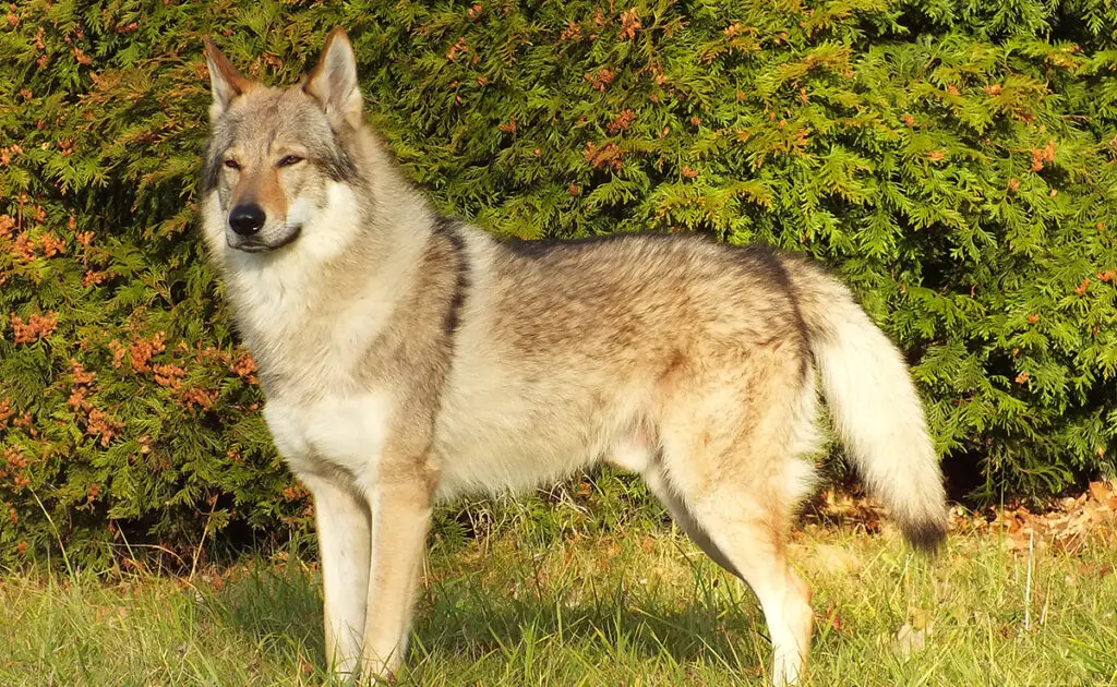 4 vooroordelen over de Tsjechoslowaakse Wolfhond: mythen, realiteiten en vooropgezette ideeën! 1 chien loup tchekoslovaque 092113 1200 738