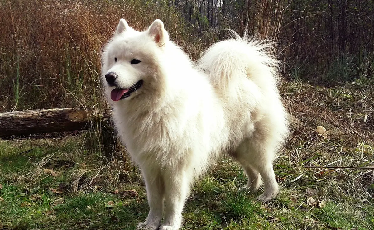 chien primitif 085346 1200 738