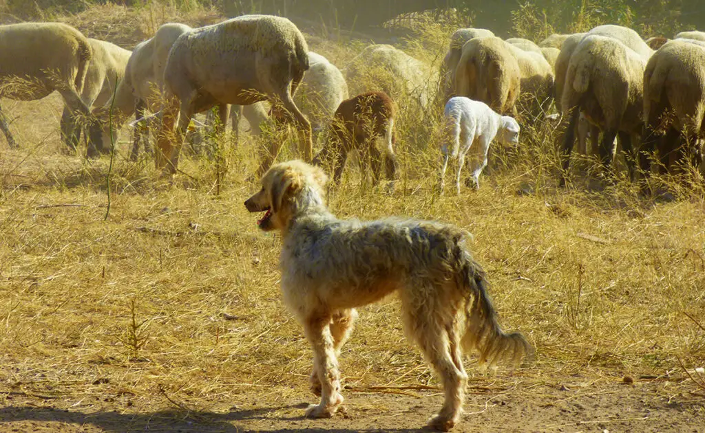 Schapenmoordende honden, een groter probleem dan wolvenaanvallen? 2 chien tueur mouton 092519 1200 738