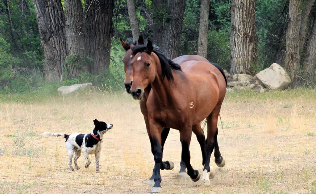 Samenleven van honden en paarden: 7 tips om goed met elkaar om te gaan! 2 chiens chevaux 061617 1200 738