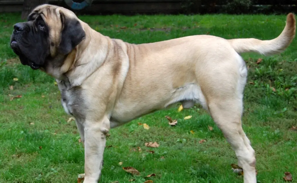 Een Mastiff trainen: 5 tips en goede trainingspraktijken! 2 eduquer mastiff 061057 1200 738