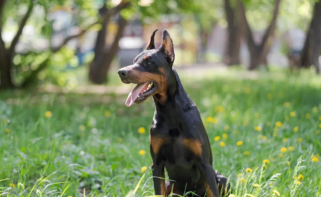 Wat is de levensverwachting van de Doberman? Hoe lang leeft hij? 1 esperance vie dobermann 055314 1200 738