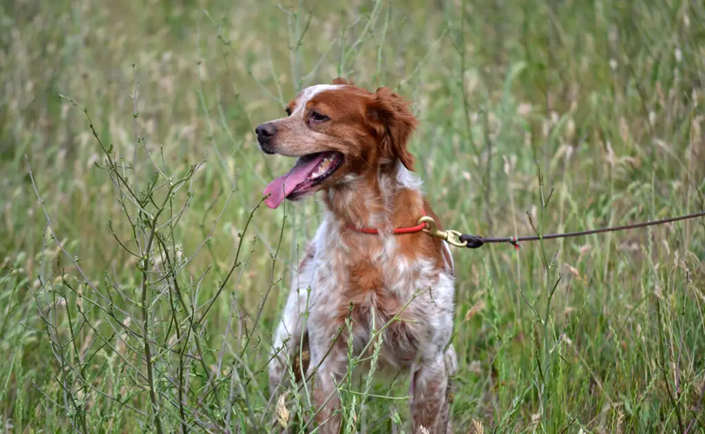 Wat is de levensverwachting van de Bretagne-spaniël? Hoe lang leeft hij? 1 esperance vie epagneul breton 101537 1200 738