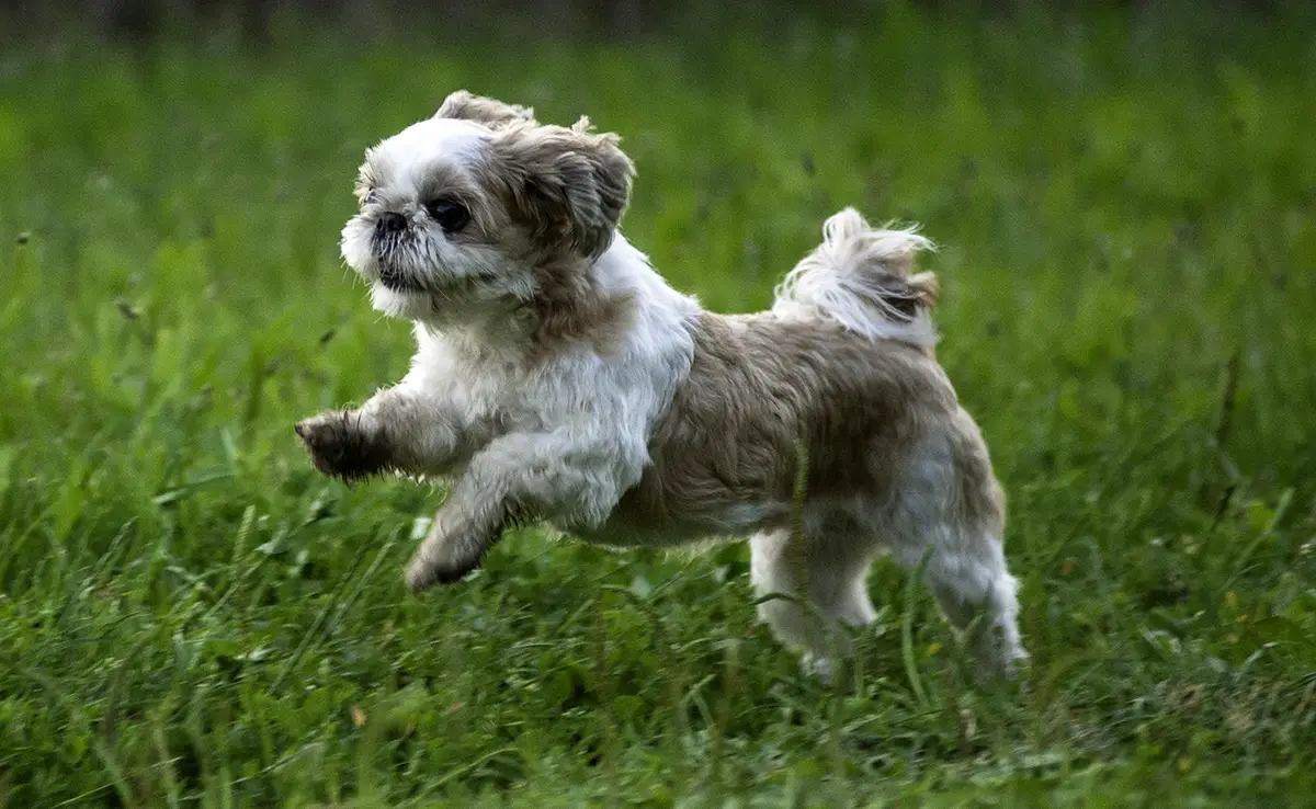 esperance vie shih tzu 084404 1200 738