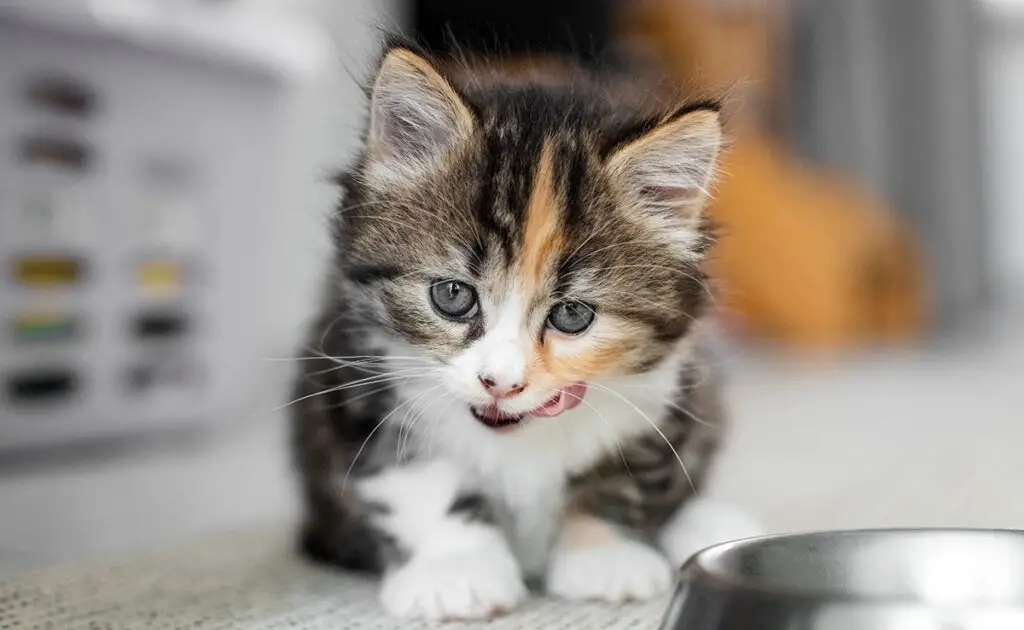 Welke lekkernijen moet u uw kitten geven? Is dit echt een goed idee? 1 friandise chaton 090104 1200 738