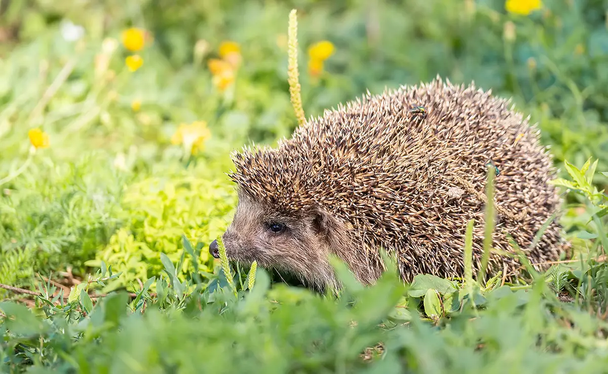 Wanneer komen egels uit hun winterslaap? 10 dingen die u kunt doen om hen te helpen! 3 Wanneer komen egels uit hun winterslaap? 10 dingen die u kunt doen om hen te helpen!