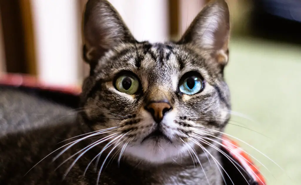 Heterochromie bij katten, een eigenaardigheid die je zal hypnotiseren! 1 heterochromie chat 061114 1200 738