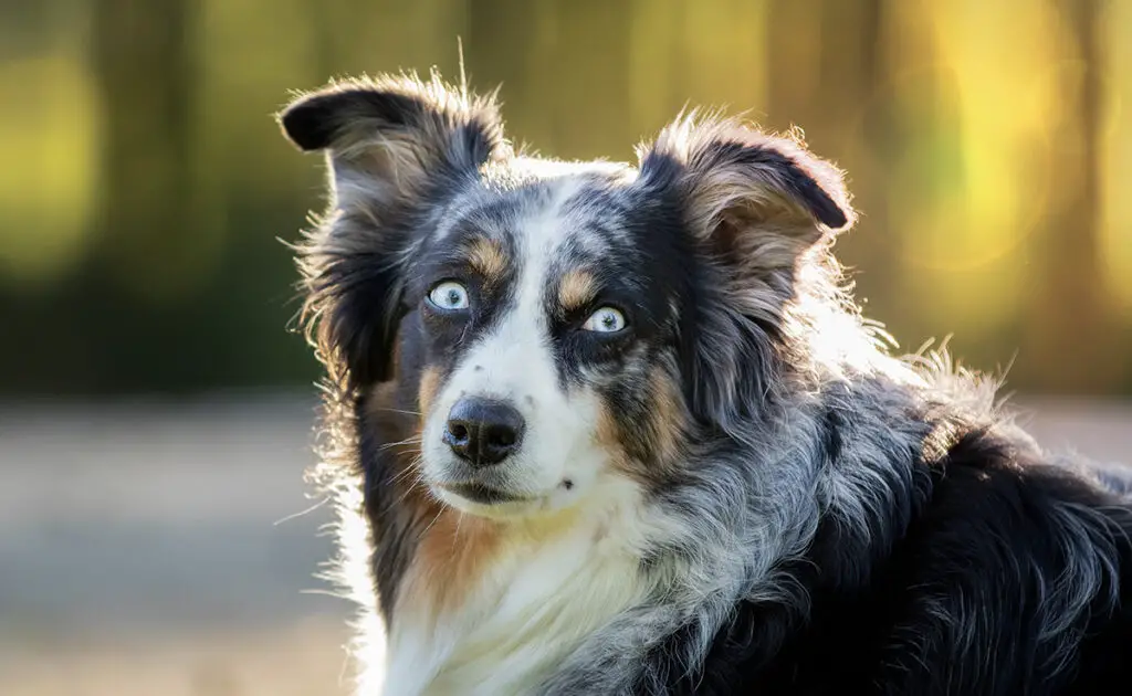 Wat zijn de nadelen van de Australian Shepherd? 1 inconvenient berger autralien 061137 1200 738