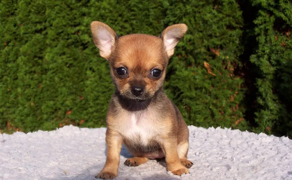 Wat zijn de nadelen van de Chihuahua? 1 inconvenient chihuahua 092409 1200 738