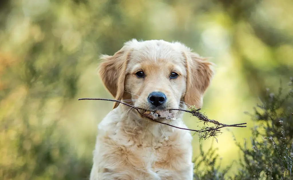 Wat zijn de nadelen van de Golden Retriever? 4 inconvenient golden retriever 063033 1200 738