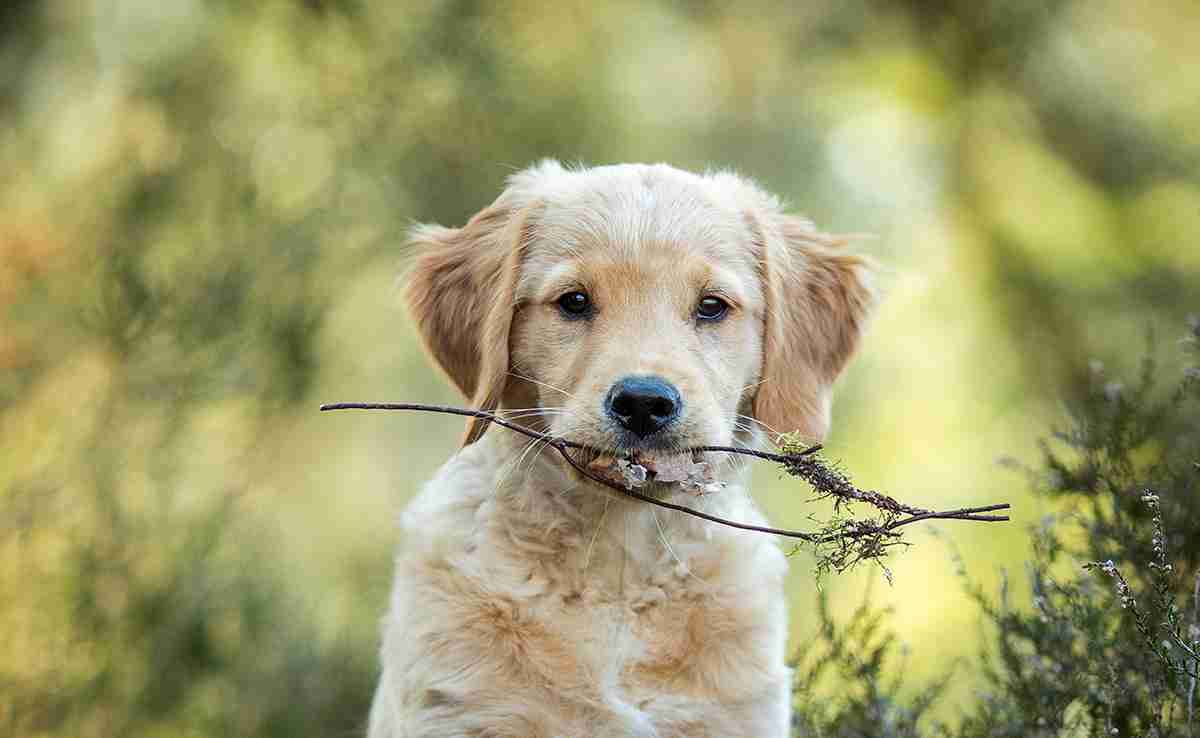 Retrievers Rassen 16 Hondenrassen Met Een Plat Gezicht – Brachycefale Rassen Begrijpen