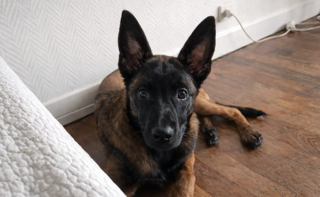 Een Belgische Herder Mechelaar adopteren als je in een appartement woont: goed of slecht idee? 1 malinois appartement 055109 1200 738