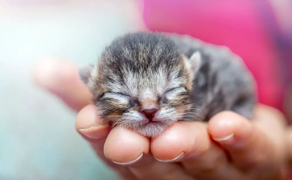 In welke tijd van het jaar worden kittens natuurlijk geboren? 1 naissance chaton 053524 1200 738