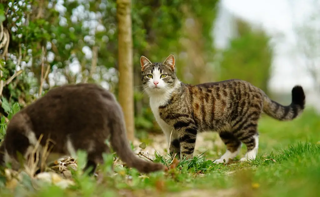 De kat heeft veel meer botten dan het menselijk lichaam: informatie of verkeerde informatie? 1 os chat 061257 1200 738