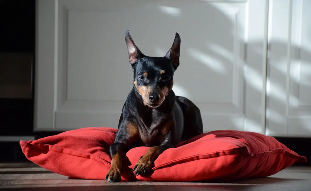 Wat zijn de nadelen van honden van het type Pinscher, Schnauzer en Molossoid? 1 piinscher 084111 1200 738