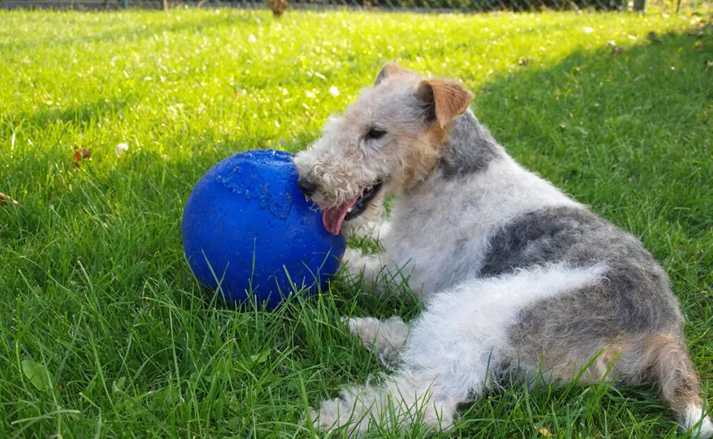 6 vooroordelen over de Fox Terrier: mythen, realiteiten en vooropgezette ideeën! 1 prejuge fox terrier 065446 1200 738