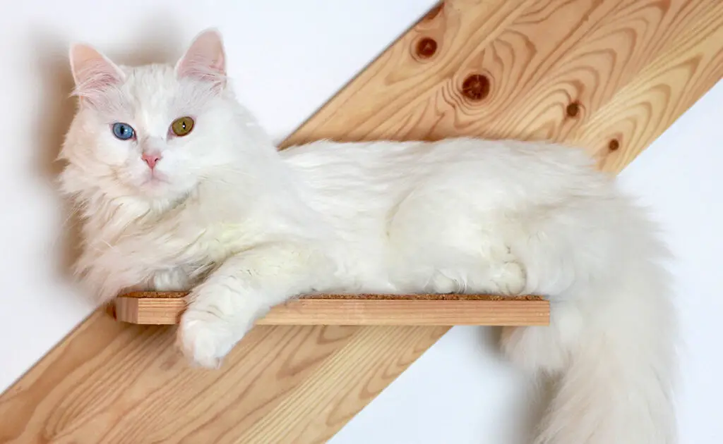 Hoeveel kost een Turkse Angora bij een fokker? Welk jaarlijkse budget moet u plannen voor het onderhoud ervan? 1 prix angora turc 084829 1200 738