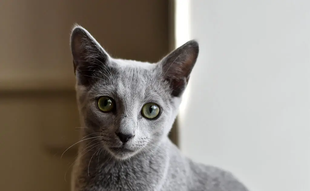 Wat is de prijs van een Blauwe Rus bij een fokker? Welk jaarlijkse budget moet u plannen voor het onderhoud ervan? 1 prix bleu russe 070606 1200 738