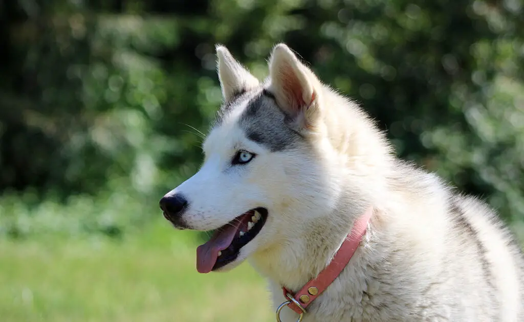 Hoeveel kost een Siberische Husky bij een fokker? Welk jaarlijkse budget moet u plannen voor het onderhoud ervan? 2 prix husky siberie 101023 1200 738