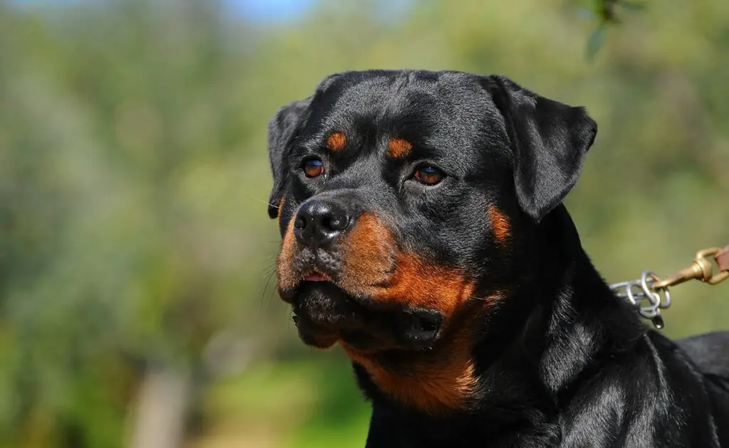 Hoeveel kost een Rottweiler bij een fokker? Welk jaarlijkse budget moet u plannen voor het onderhoud ervan? 1 prix rottweiler 062535 1200 738