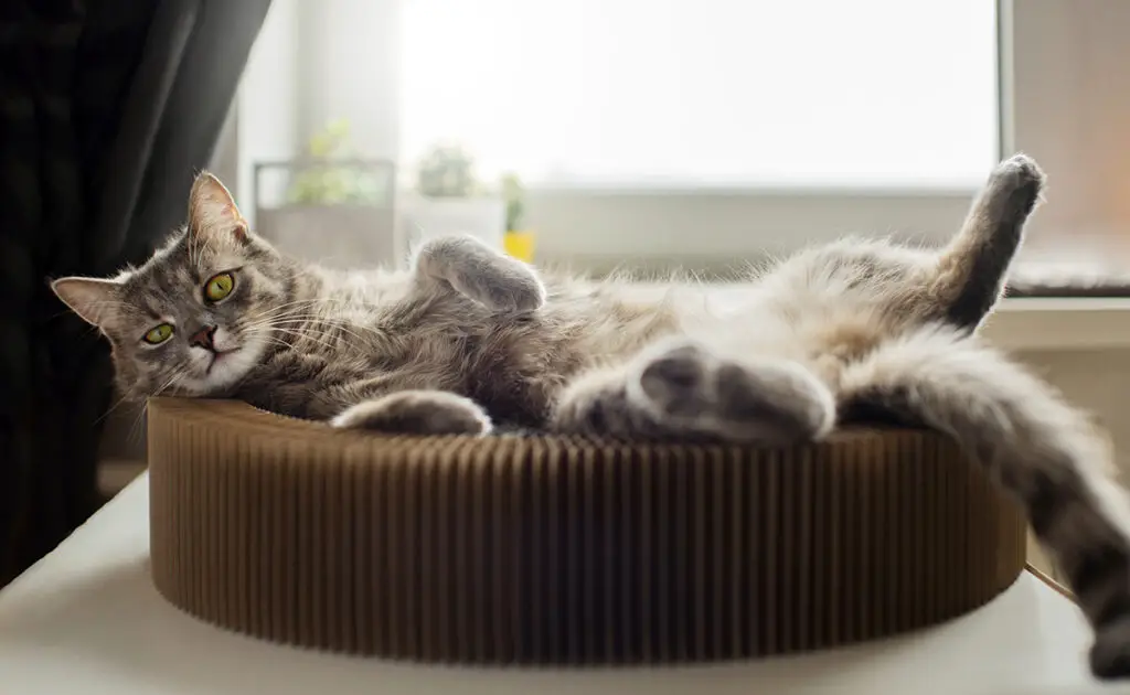 De kat volgt routines: waar of niet waar? 1 routine chat 055306 1200 738