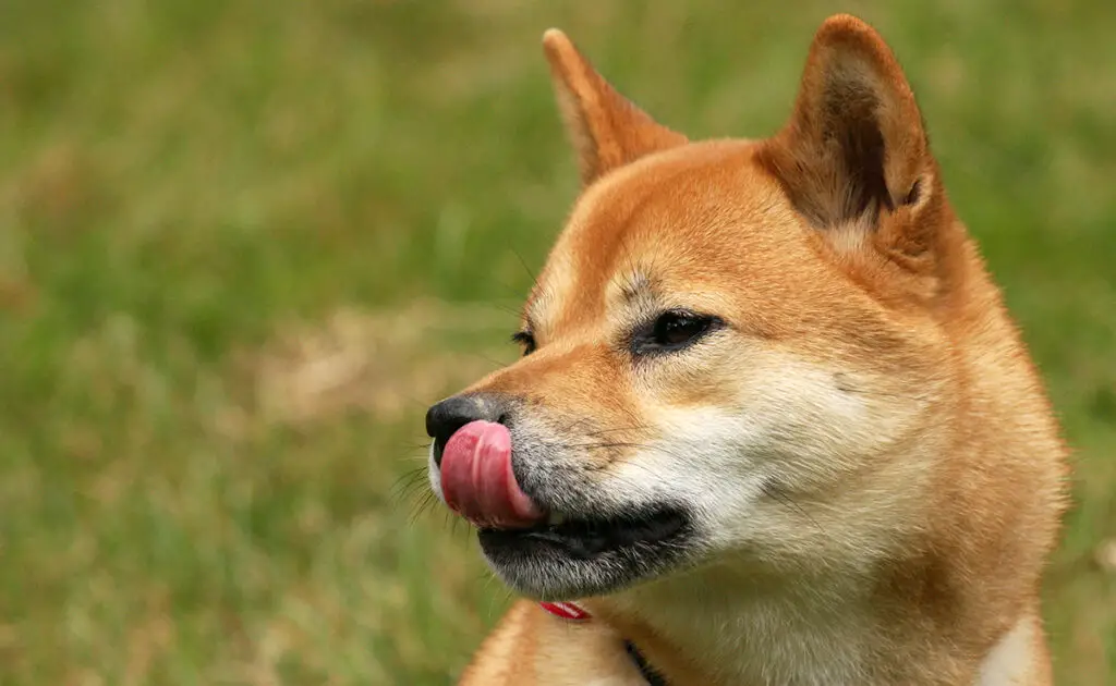 Wat is de levensverwachting van de Shiba Inu? Hoe lang leeft hij? 1 shiba inu esperance vie 084436 1200 738