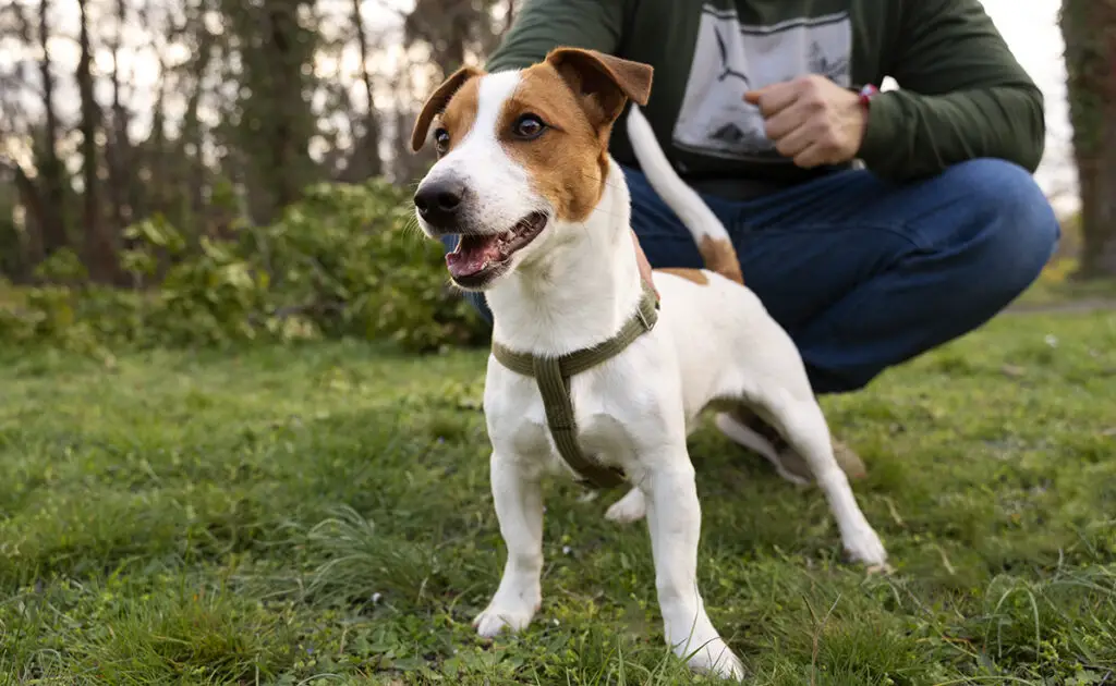 Hoe leer je je hond reageren op een fluitje? 9 tips en trucs! 4 sifflet chien 074228 1200 738