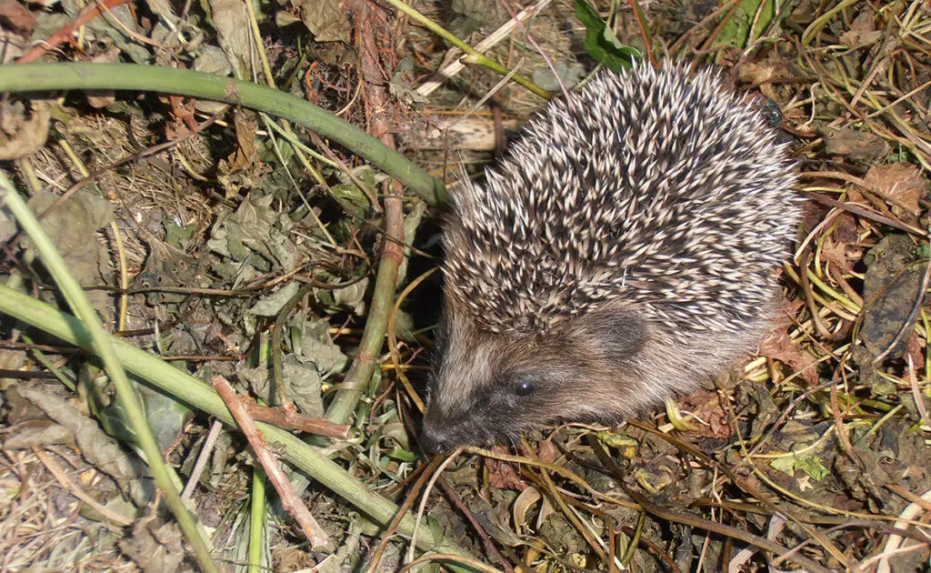 Wat is een typische dag voor een egel? Wat zijn de activiteiten? 2 1772610610 journee type herisson 054805