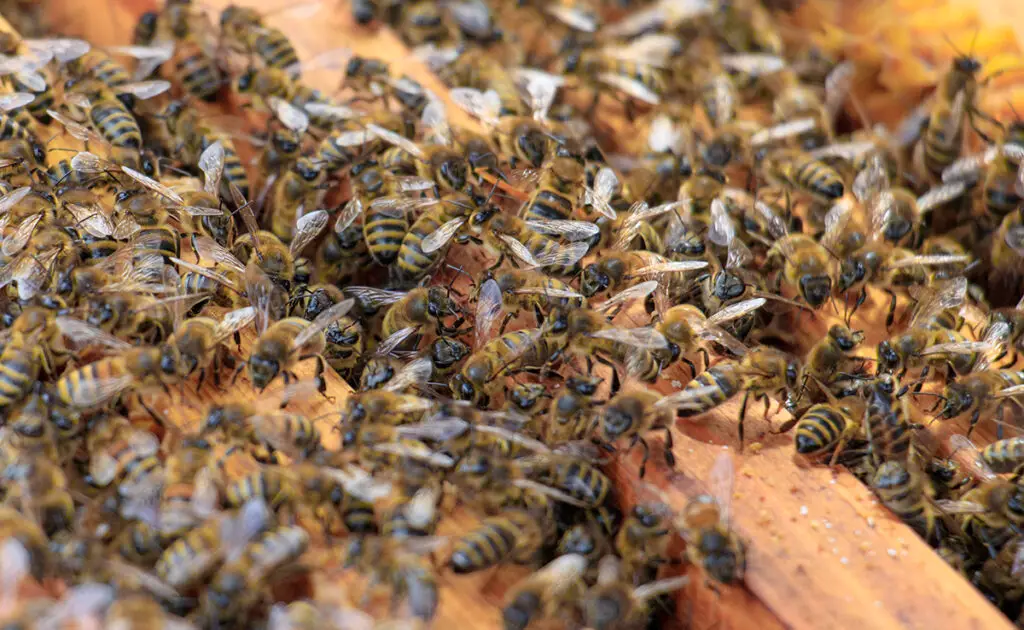 Hoe kiezen bijen hun koningin? 2 1772784611 abeilles choisissent reine 060342