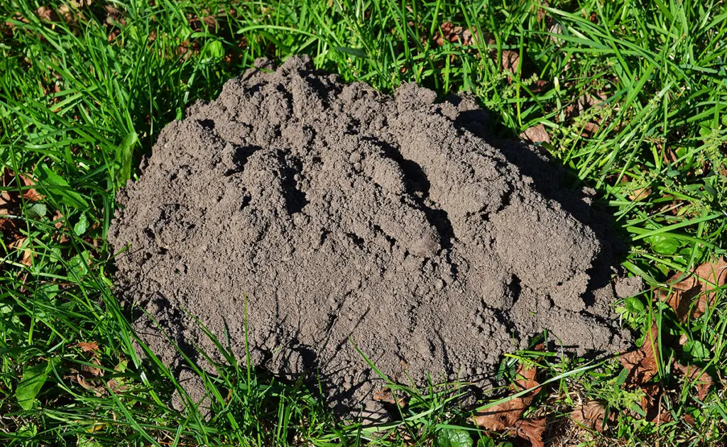 Aluminiumfolie om mollen uit de tuin te houden: effectief of totaal nutteloos? 3 1772956510 taupe aluminium 063843