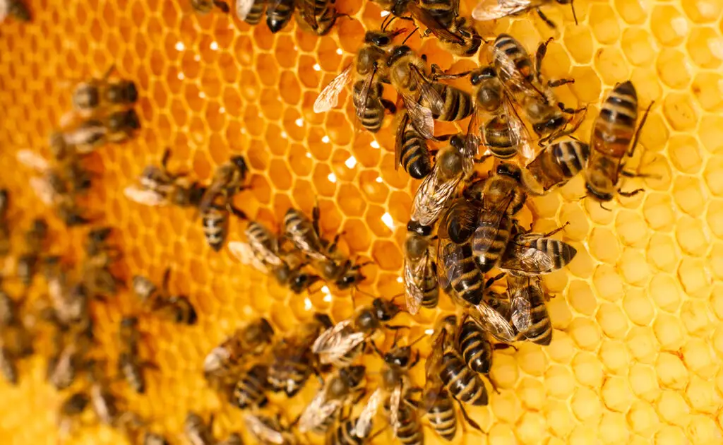 Hoe maken bijen honing? 2 1773648612 abeilles fabriquent miel 070122