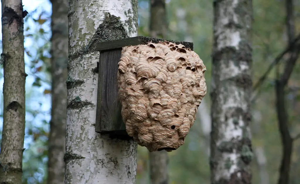 Wat zijn de verschillen tussen een Aziatisch hoornaarnest en een Europees hoornaarnest? 3 1774167613 nid frelon 061659