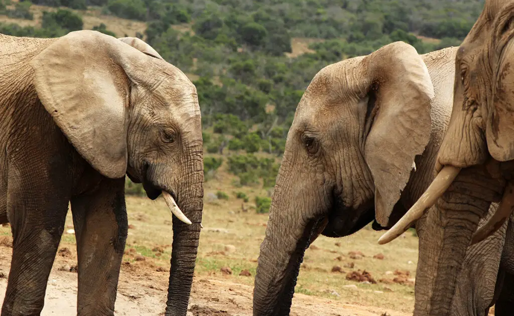 Hoe communiceren olifanten met elkaar? 2 1774338911 elephants communiquent 064234