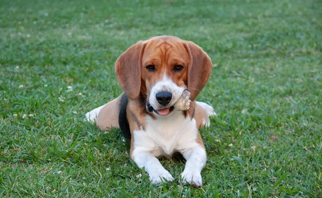 Is de Beagle een hond geschikt voor een gezin met jonge kinderen? 2 adopter beagle 091424 1200 738