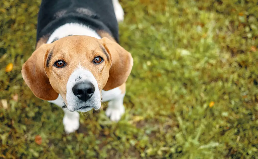 Een laboratoriumhond adopteren: goed of slecht idee? 1 adopter chien laboratoire 065540 1200 738