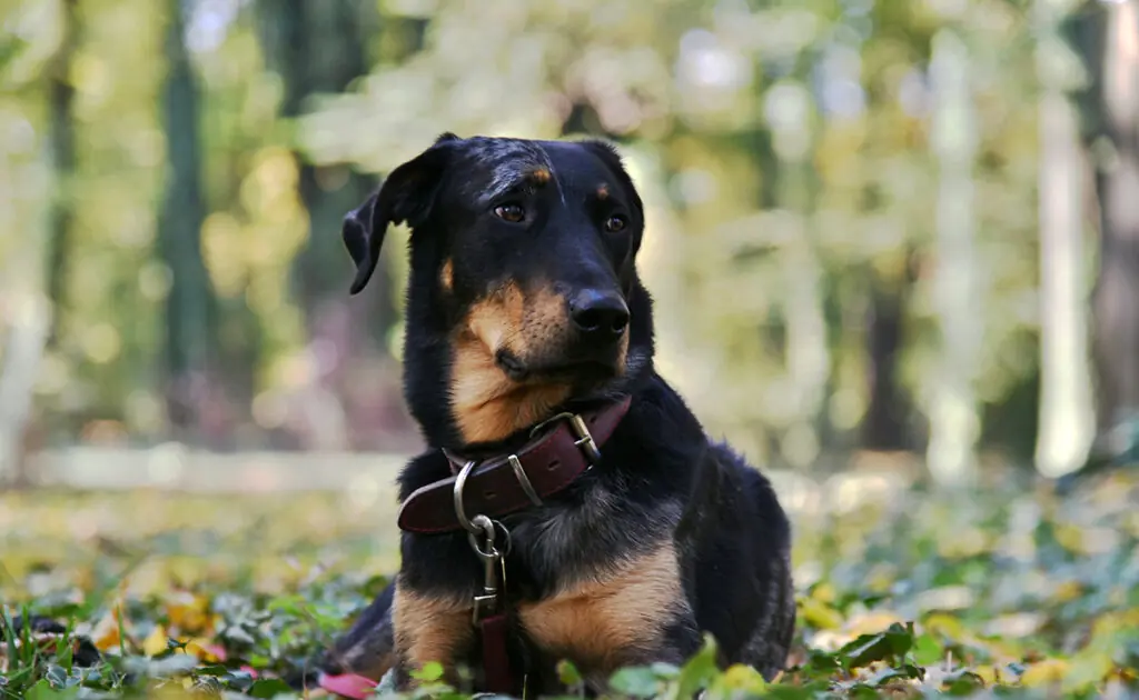 Is de Beauceron een hond geschikt voor een gezin met jonge kinderen? 4 beauceron 062301 1200 738