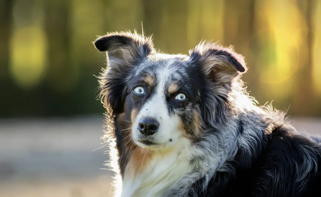 Een Australian Shepherd adopteren als je in een appartement woont, goed of slecht idee? 1 berger australien appartement 090640 1200 738