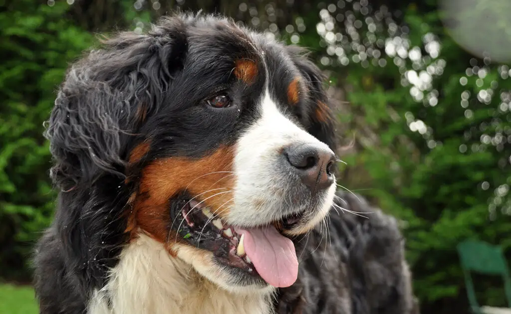 Is de Berner Sennenhond een hond geschikt voor een gezin met jonge kinderen? 2 bouvier bernois adapte enfants 061411 1200 738