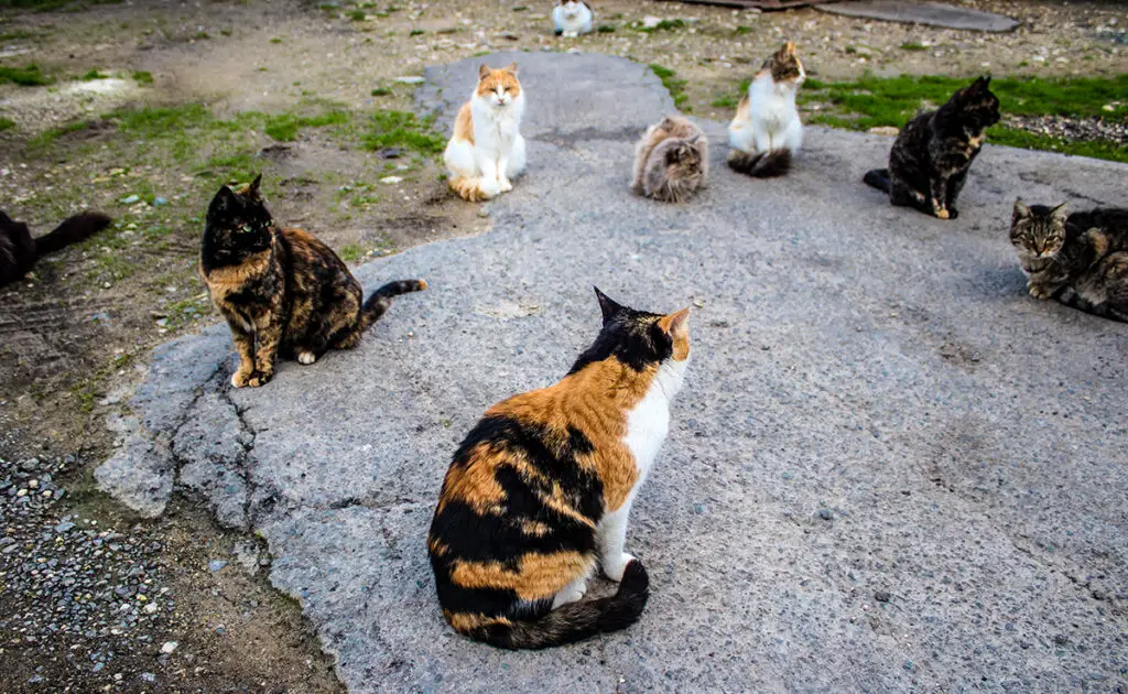 Wat is de zwerfkattenhoofdstad van de wereld? 1 capitale mondiale chats errants 144809 1200 738