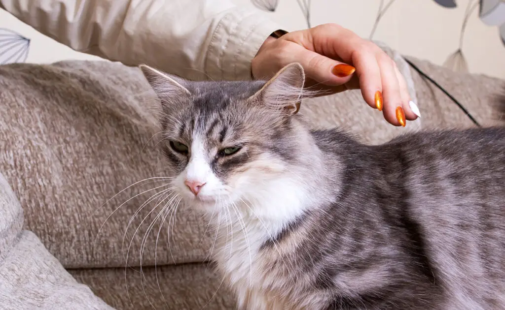 Waarom steekt hij zijn achterste omhoog als ik de onderrug van mijn kat aai? 1 carresser chat 145302 1200 738