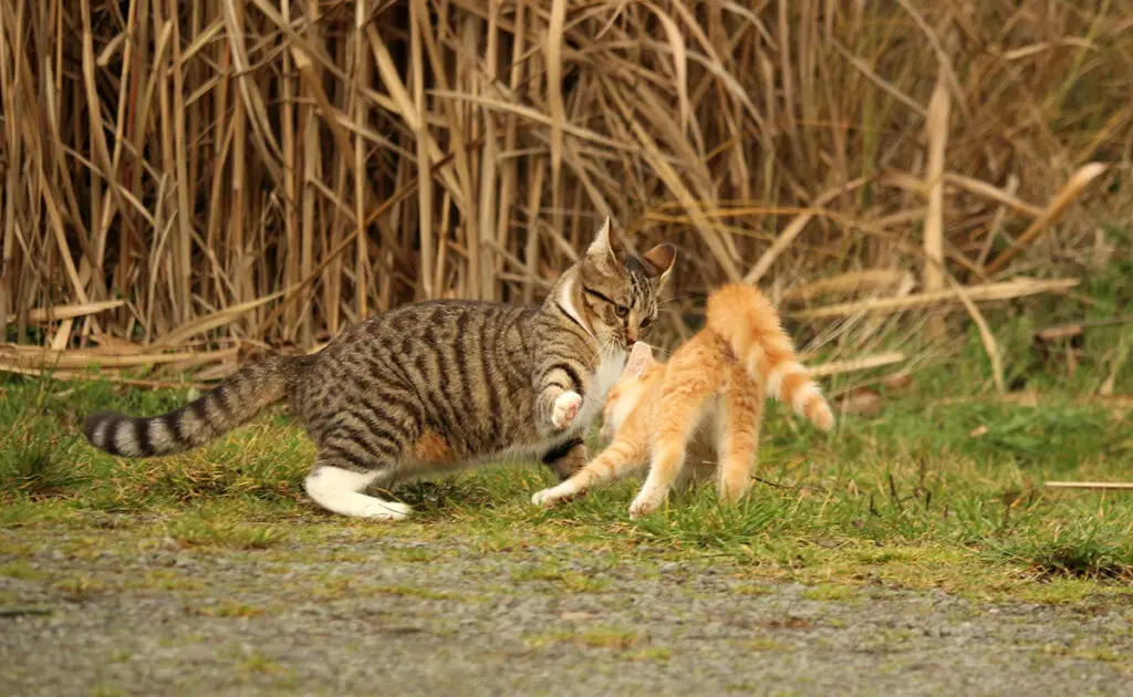 Kunnen katten vechten tot de dood? 1 chat bagarre 063303 1200 738