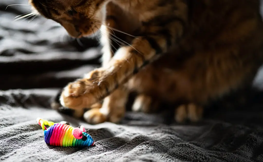 Waarom verbergt mijn kat haar speelgoed? 1 chat cache jouet 055841 1200 738