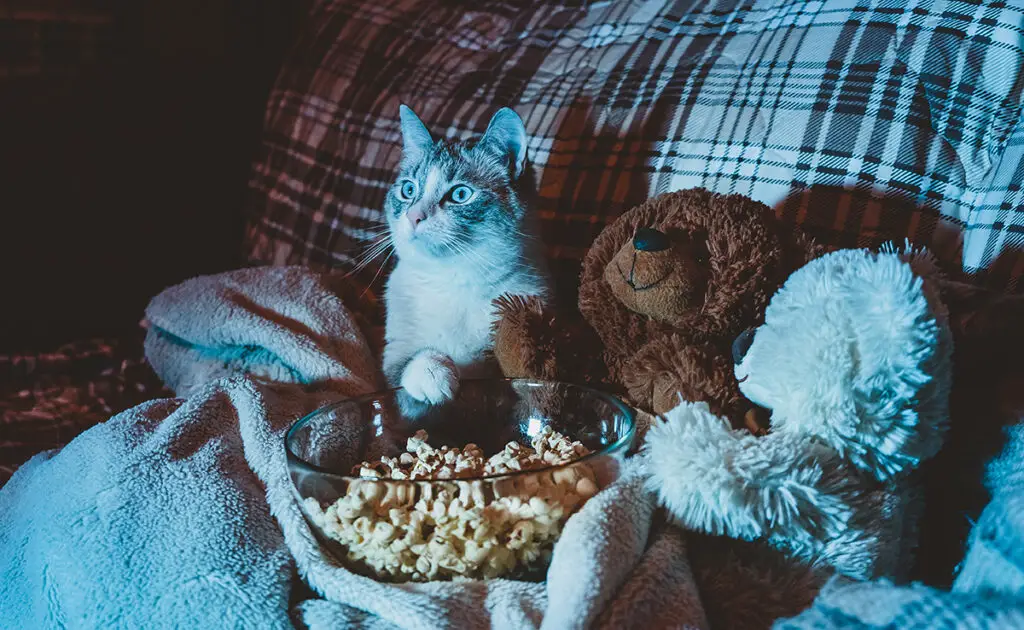 Top 10 beste films waarin katten de helden zijn! 1 chat cinema 150728 1200 738